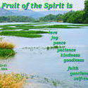 17633   The Fruit of the Spirit Is