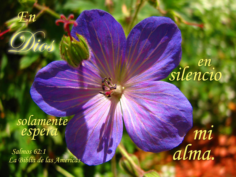 <p>Flower in my aunt's garden</p>
Flower in my aunt's garden