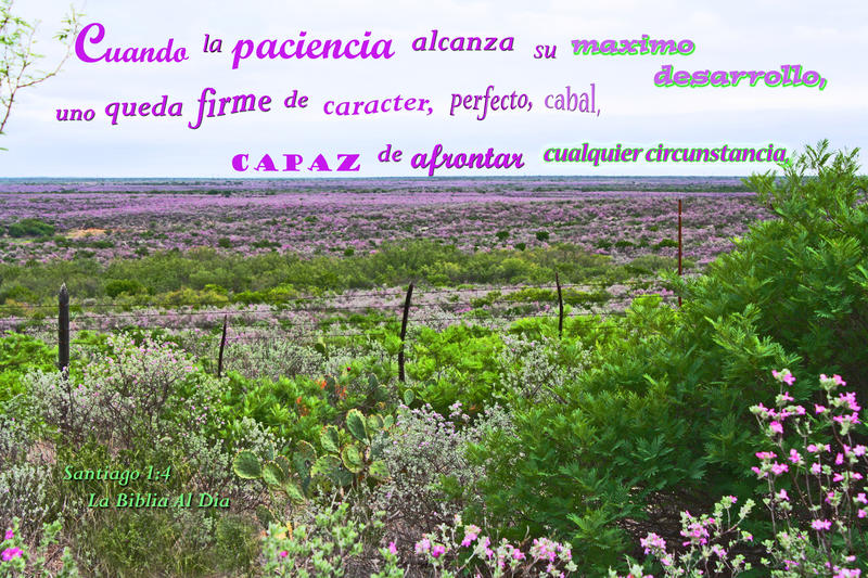 <p>Cenisa in full bloom after a rain</p>
Cenisa in full bloom after a rain