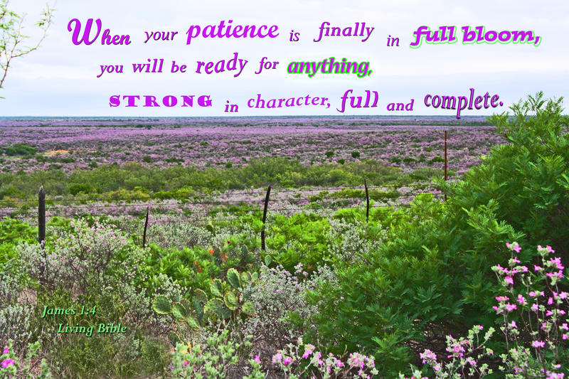 <p>Cenisa in full bloom after a rain, covering hundreds of thousands of acres</p>
Cenisa in full bloom covering ranch land