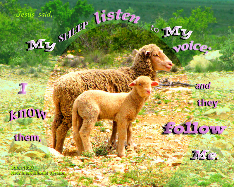 <p>Ewe with lamb on ranchland</p>
Ewe with lamb on ranchland