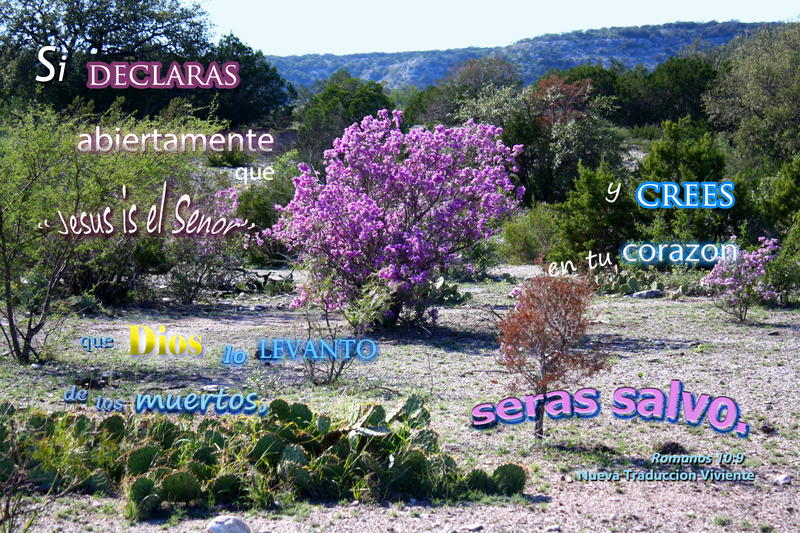 <p>Flowering Cenisa amid cactus, trees, and hills </p>
Flowering Cenisa amid cactus, trees and hills