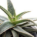 17387   Close up on the patterned leaves of an aloe plant