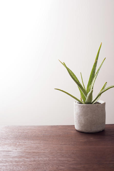 Green aloe vera plant in grey cylindrical pot on top of dark brown wooden table. Plain white wall in background.