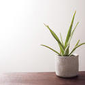 17388   Plant in grey pot on top of wooden table