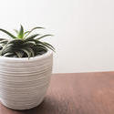 17389   Aloe plant growing in a decorative white pot