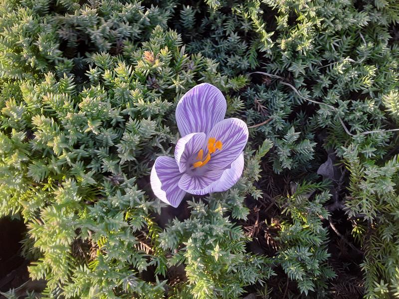 <p>Beautifull purple crocuses</p>
