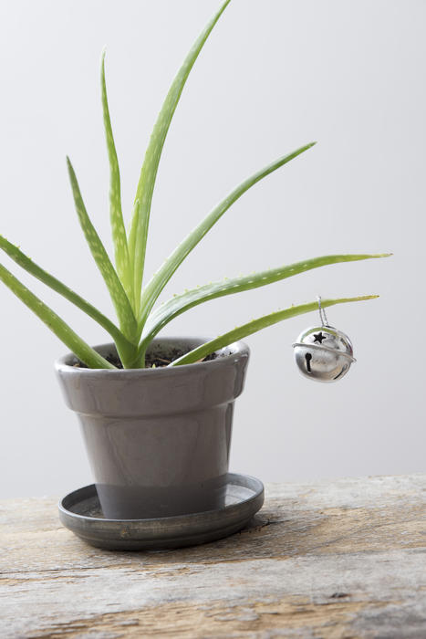 a single christmas decoration hanging on a small aloe plant, sign of a lack lustre christmas