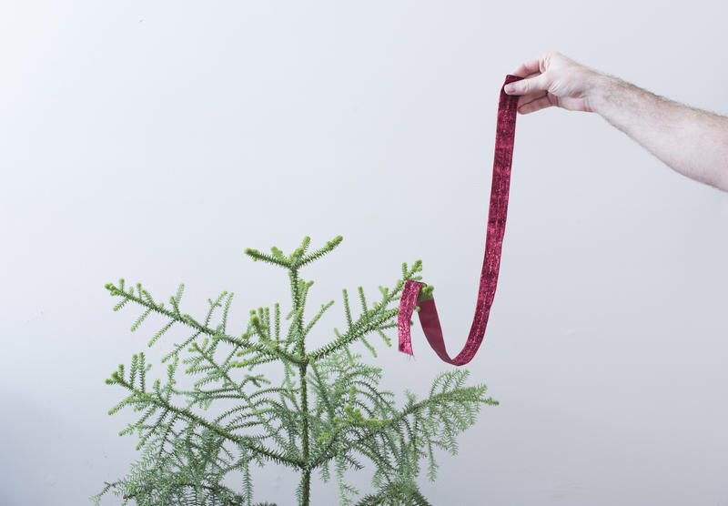 Austere Christmas decorations with a single red ribbon held aloft above an undecorated green tree by a man, with copy space