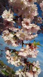 17521   beautiful cherry blossom portrait