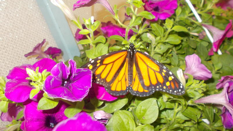 <p>A beautifull monarch butterfly</p>
A beautifull monarch butterfly