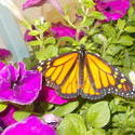 17501   Monarch Butterfly