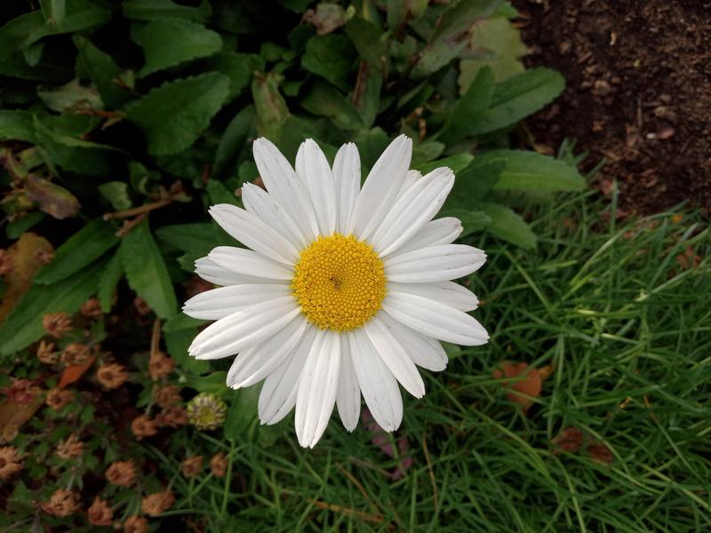 <p>Beautiful white daisy</p>
Beautifull