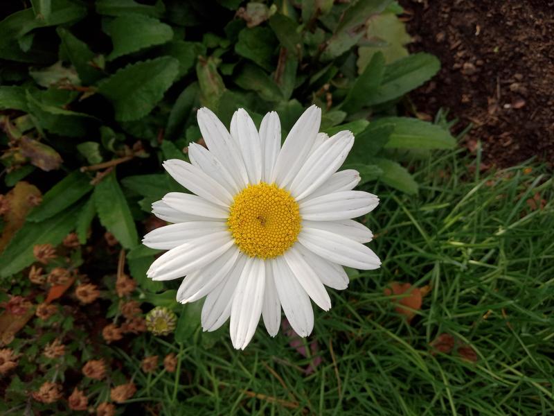 <p>Beautiful white daisy</p>
Beautifull 