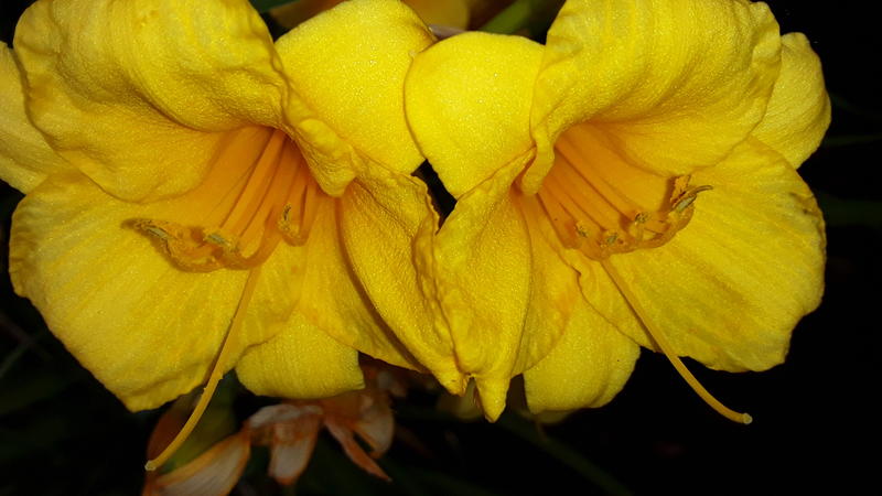 <p>Yellow Lilies</p>
Beautifull yellow lilies in full bloom
