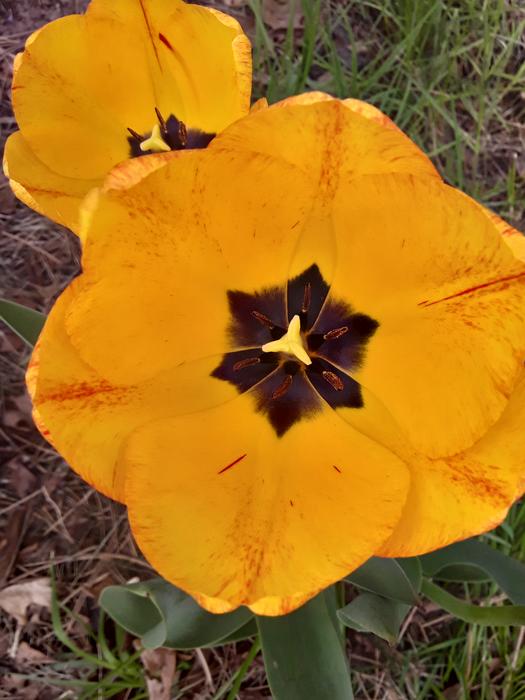 <p>A beautifull yellow tulip</p>
A gorgeous yellow tulip