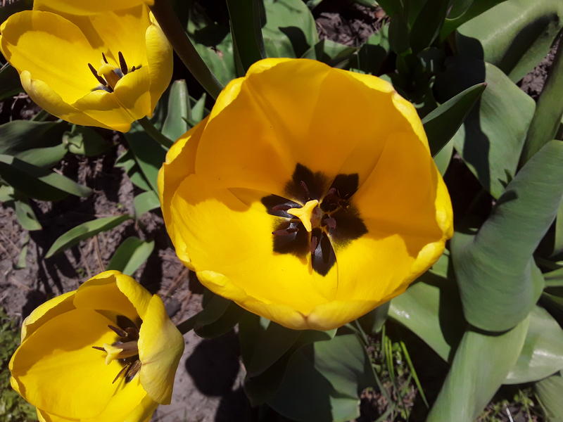 <p>A beautifull yellow tulip</p>
A beautifull tulip