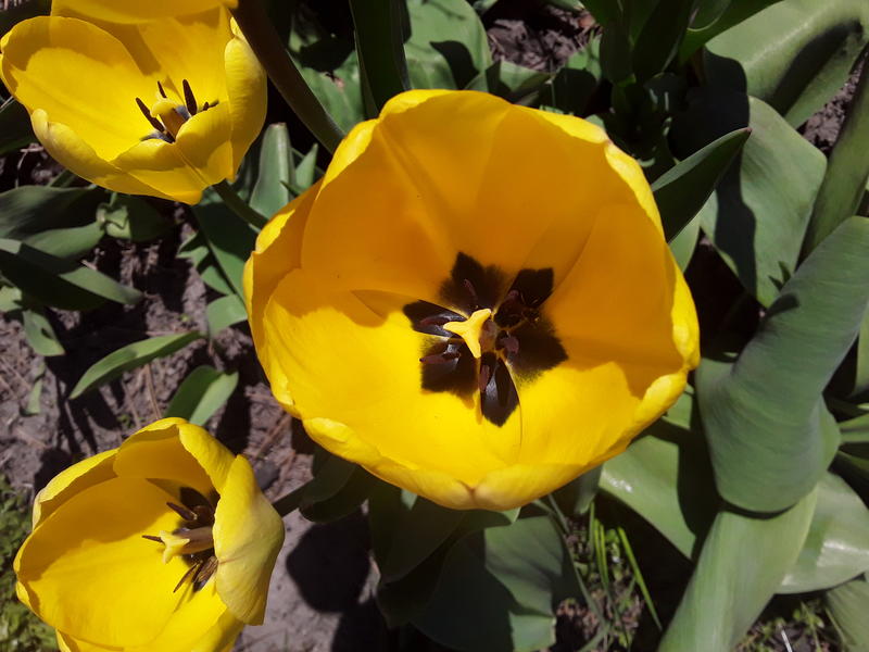 <p>A beautifull yellow tulip</p>
A beautifull tulip