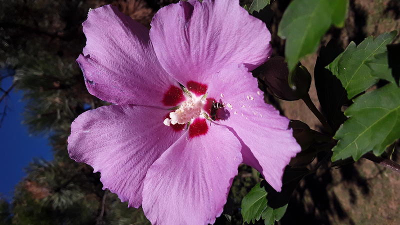 <p>A pink flower</p>
A beautifull pink hybiscus in full bloom