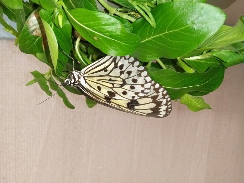 <p>A black and white butterfly</p>
A beautifull butterfly