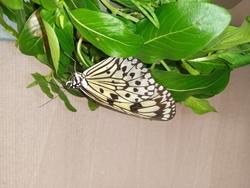 17682   Butterfly
