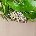17682   Butterfly