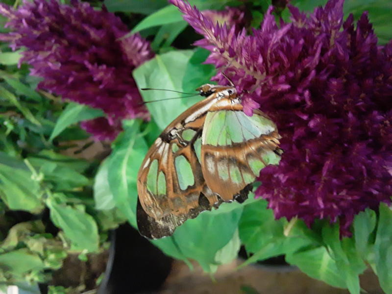 <p>A beautifull butterfly</p>
A gorgeous butterfly