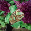 17573   A Beautifull Butterfly
