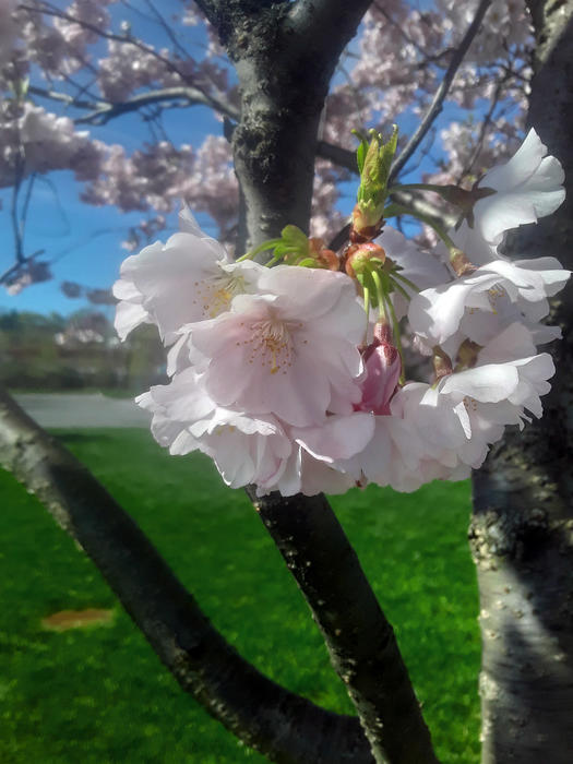 <p>A beautifull pink cherry blossom</p>
