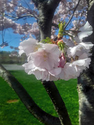 17520   cherry blossom tree