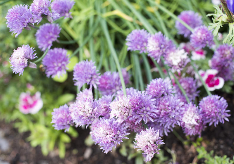 Colourful edible purple chive flowers growing in the garden in a close up view from above in sunshine