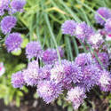 17223   Colourful purple chive flowers growing in a garden