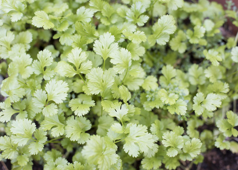 Green coriander leaves growing as dense carpet, viewed from above in full frame