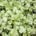 17227   Growing coriander, viewed from above