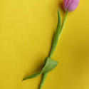 17333   Single fresh cut pink tulip on a yellow background
