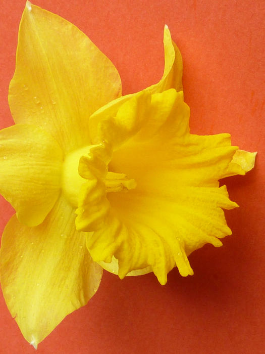 Fresh yellow daffodil flower viewed in close-up on orange surface background