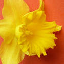 17334   Fresh yellow daffodil in close up