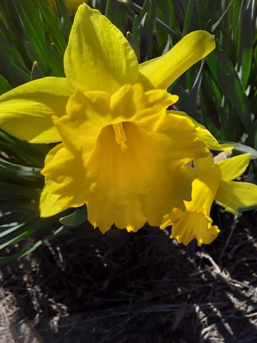 <p>Beautifull yellow daffodils</p>
Daffodils in the springtime