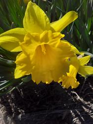 17515   Beautifull blooming daffodils