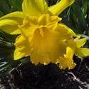 17515   Beautifull blooming daffodils