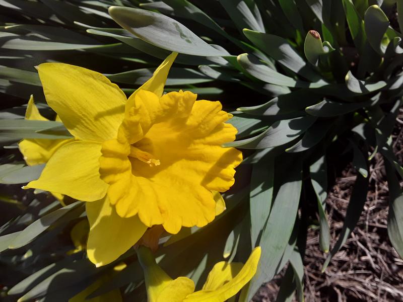 <p>A beautifull yellow daffodil in full bloom</p>
A gorgeous yellow daffodil