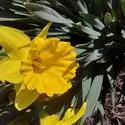 17625   Yellow Daffodil