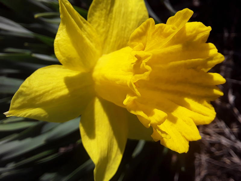 <p>A gorgeous yellow daffodil</p>
Beautifull yellow daffodil in full bloom