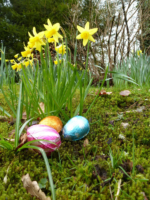 Chocolate Easter eggs in colorful foil hidden for Egg Hunt on green moss among wild growing yellow daffodils flowers in park or forest, viewed in close-up from ground level