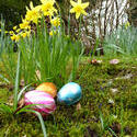 17335   Chocolate Easter eggs on ground among flowers