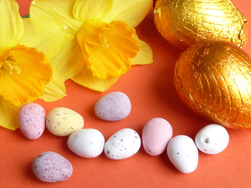 Yellow spring daffodils and chocolate Easter eggs on a festive red background for celebrating the holiday season