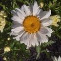 17645   White Daisy