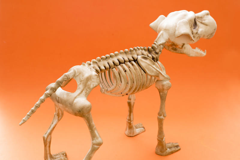 a dog halloween skeleton decoration with orange background