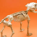 18022   dog skeleton