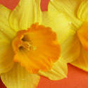 17344   Close up on a yellow daffodil with orange corona